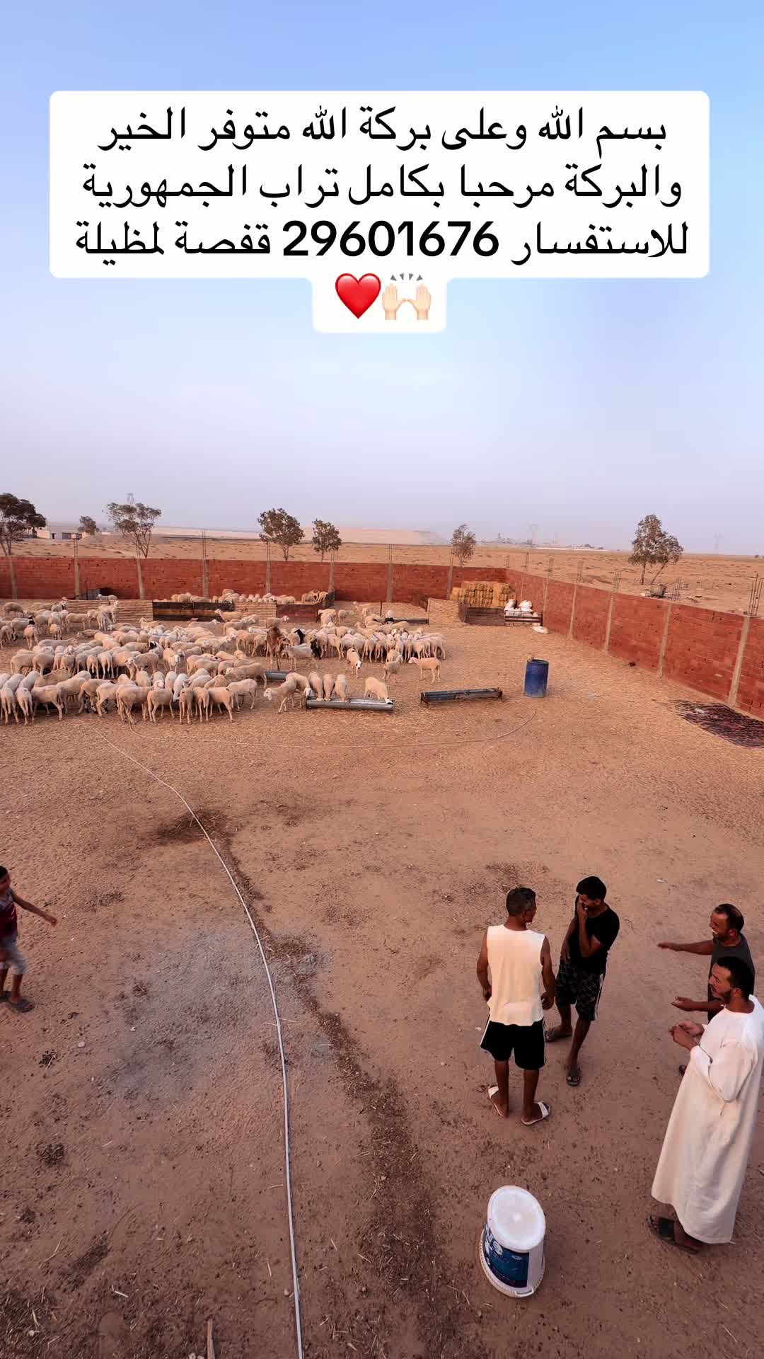 @بلال القفصي لبيع المواشي