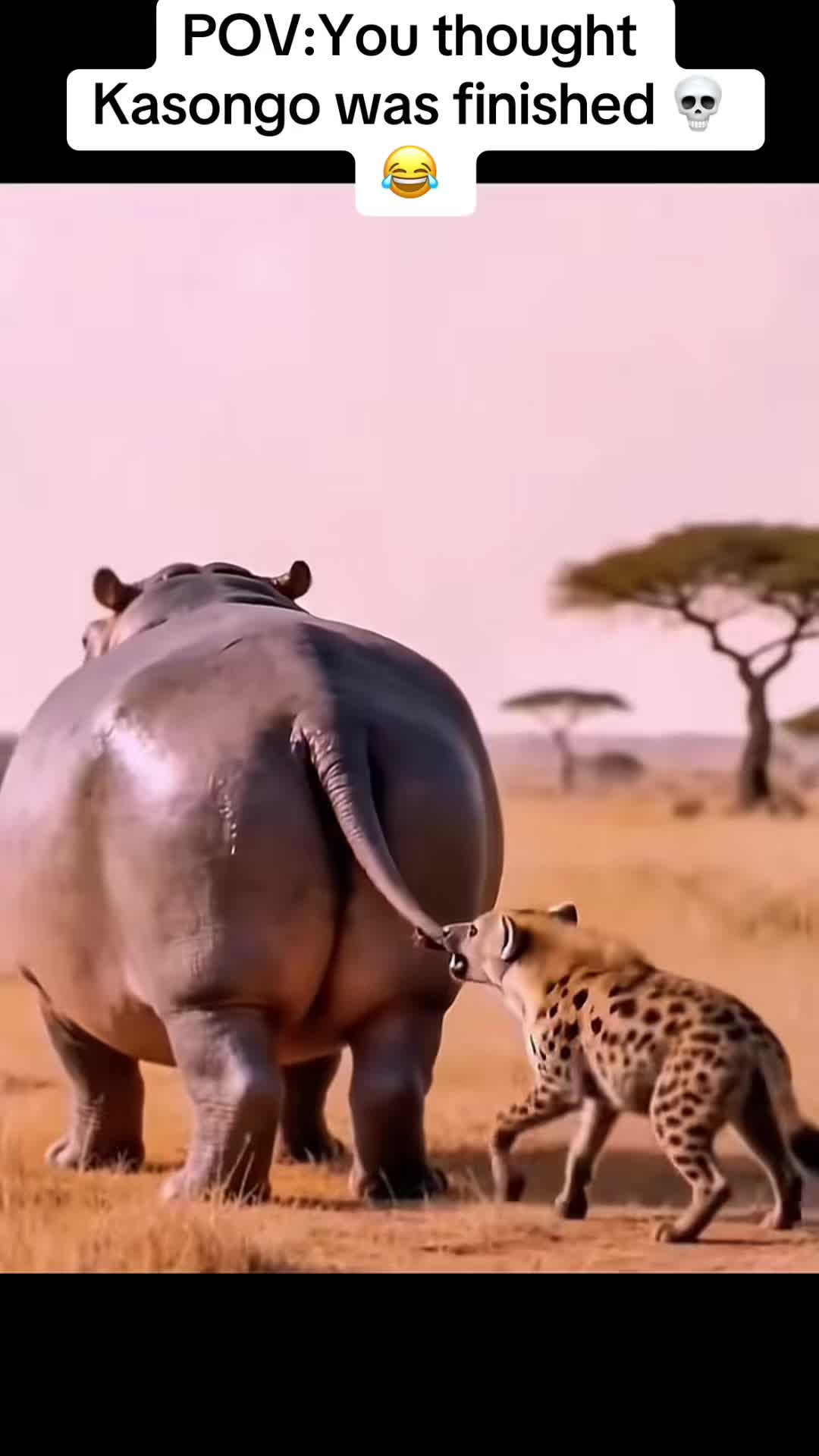 @Roi De la Jungle