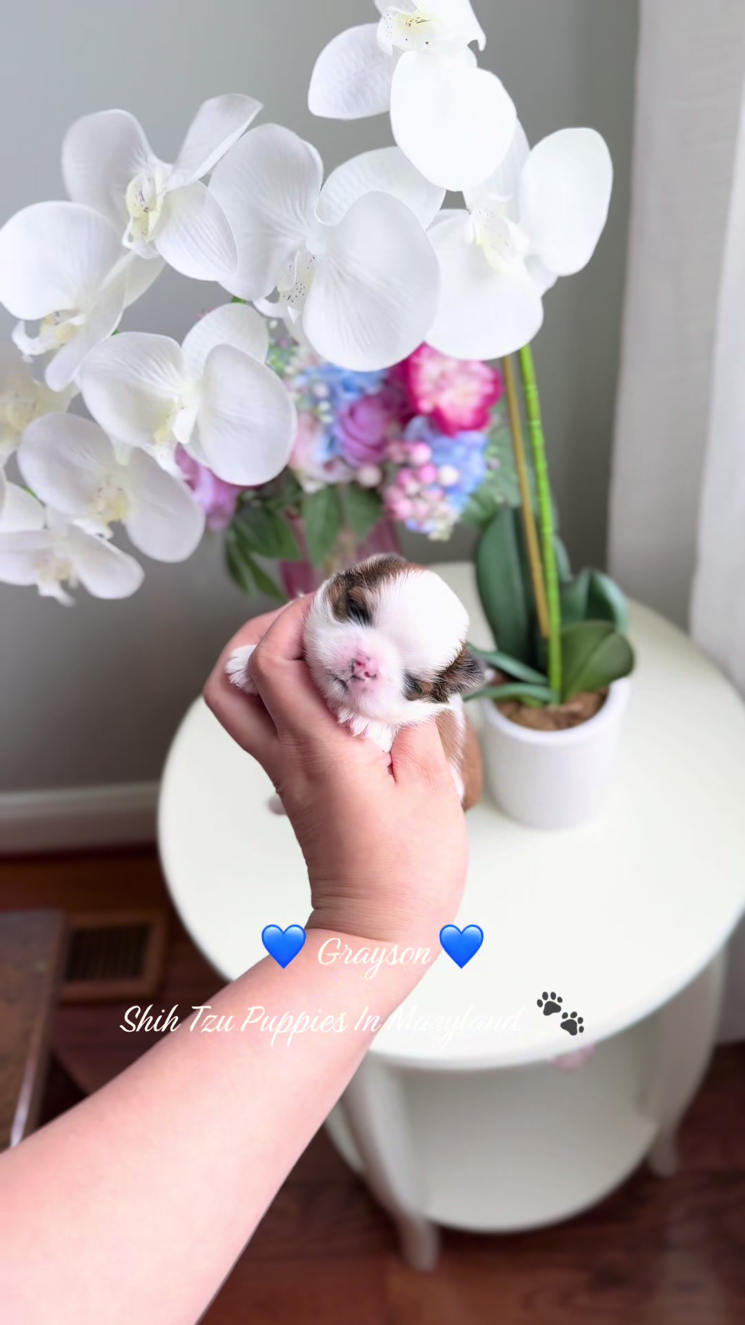 @Shih Tzu Puppies in Maryland