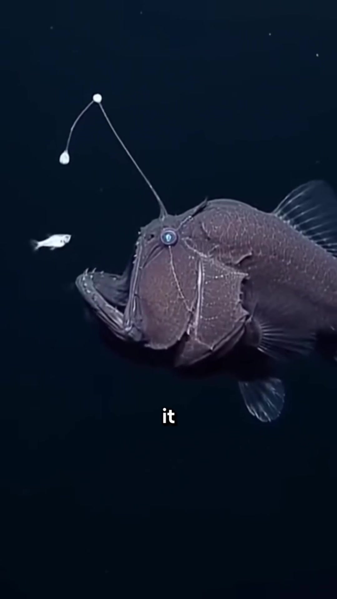 @FishTokDaily