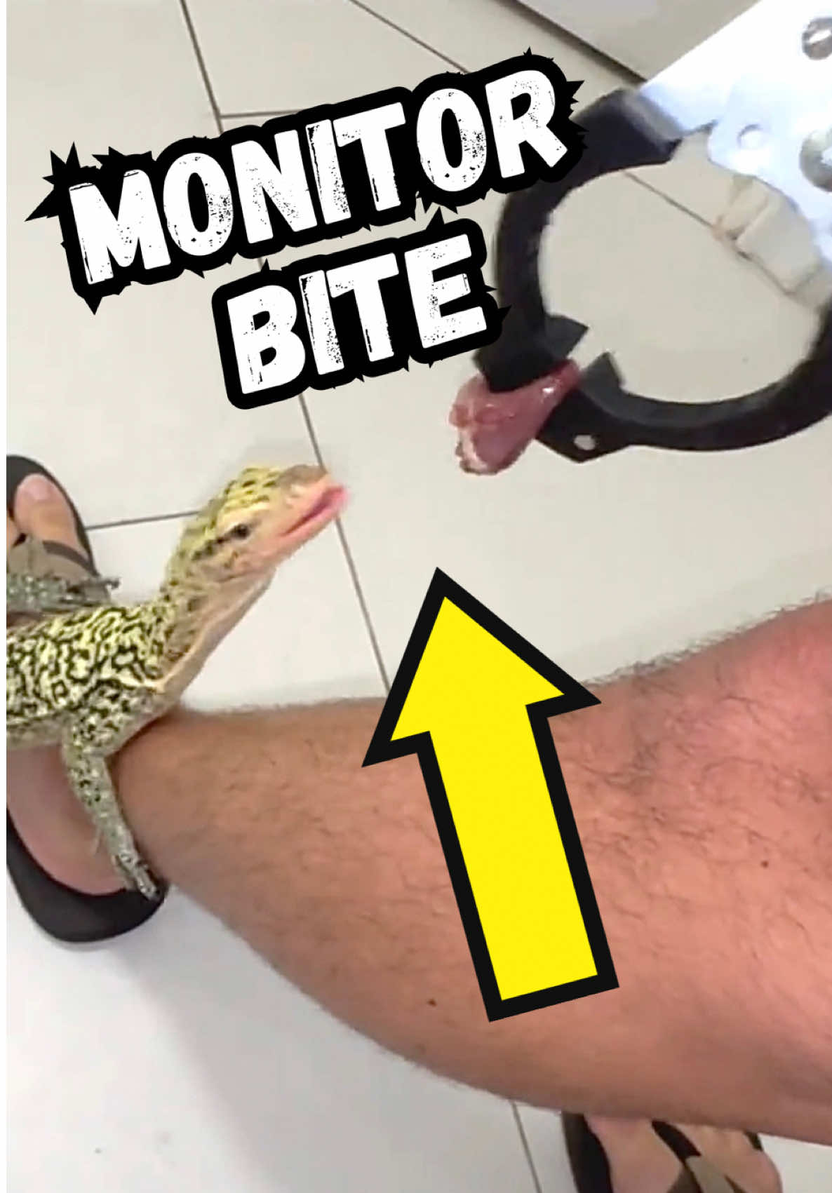 @Tommys_reptiles
