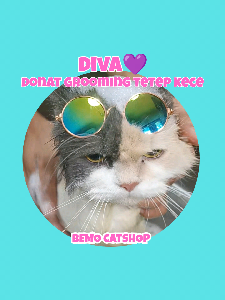 @Bemo Catshop