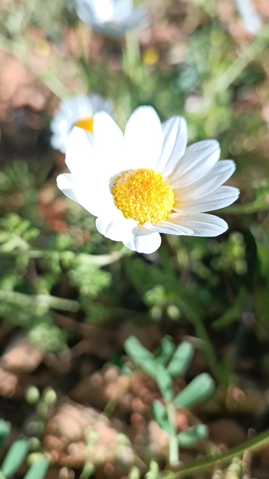 @DAĞCI.46
