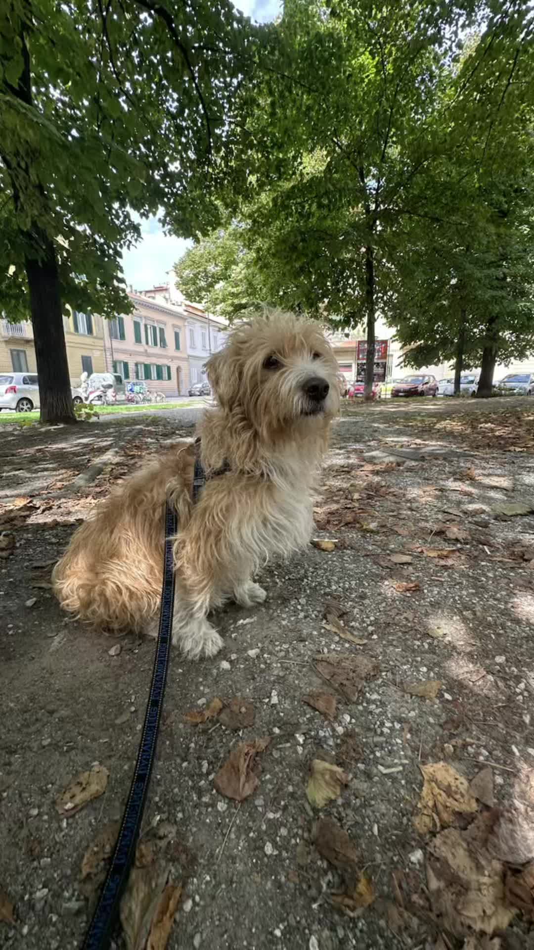 @LAURA