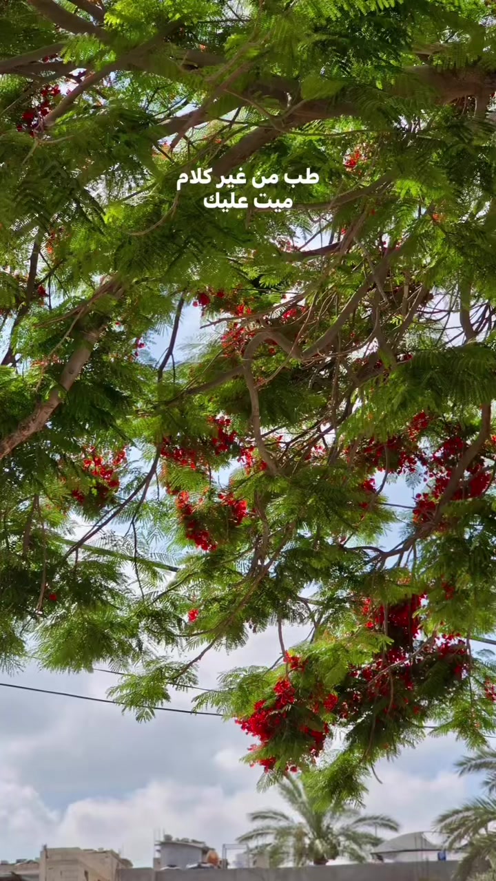 @Karam El Rabaya