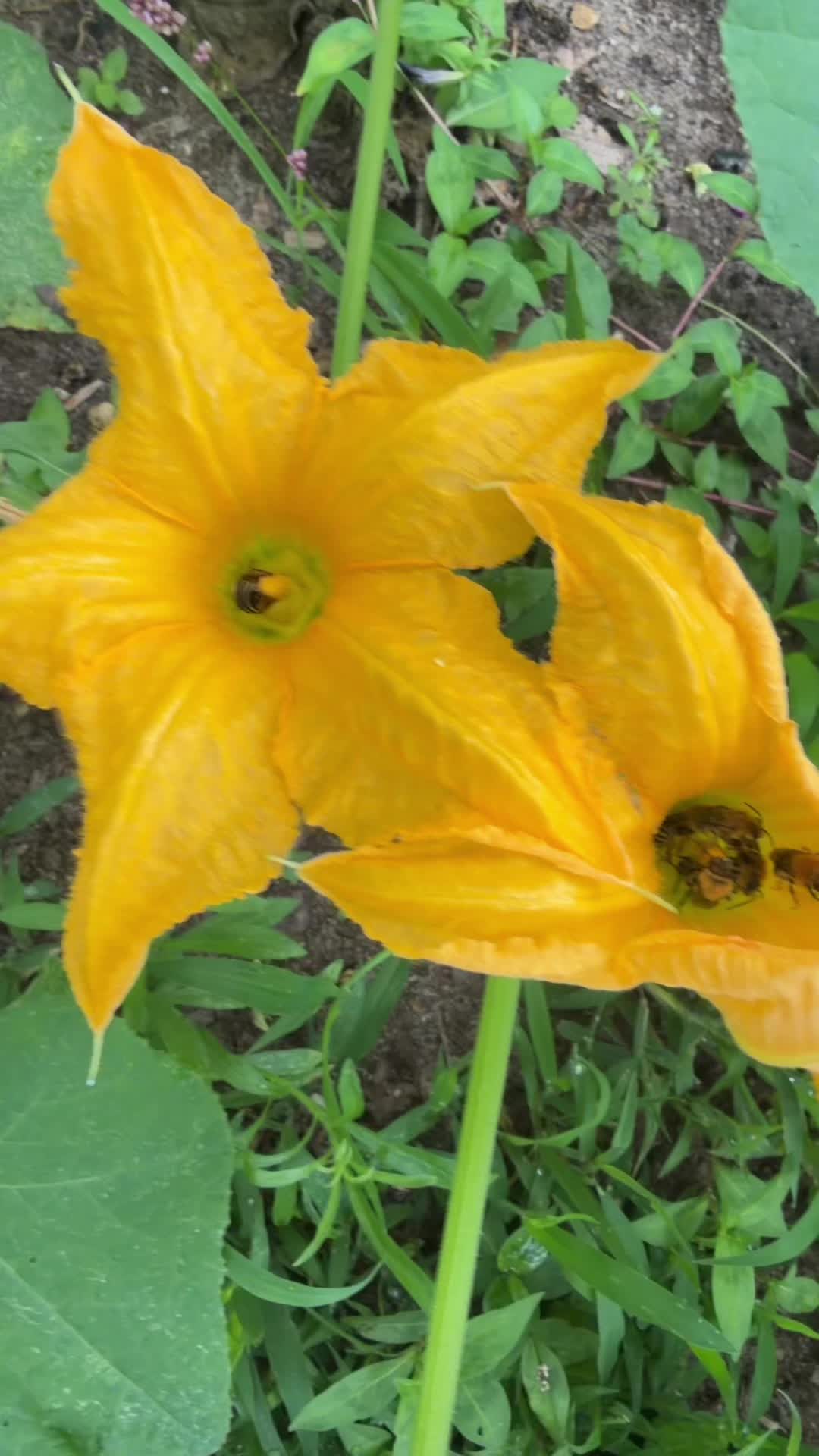 @regrownature