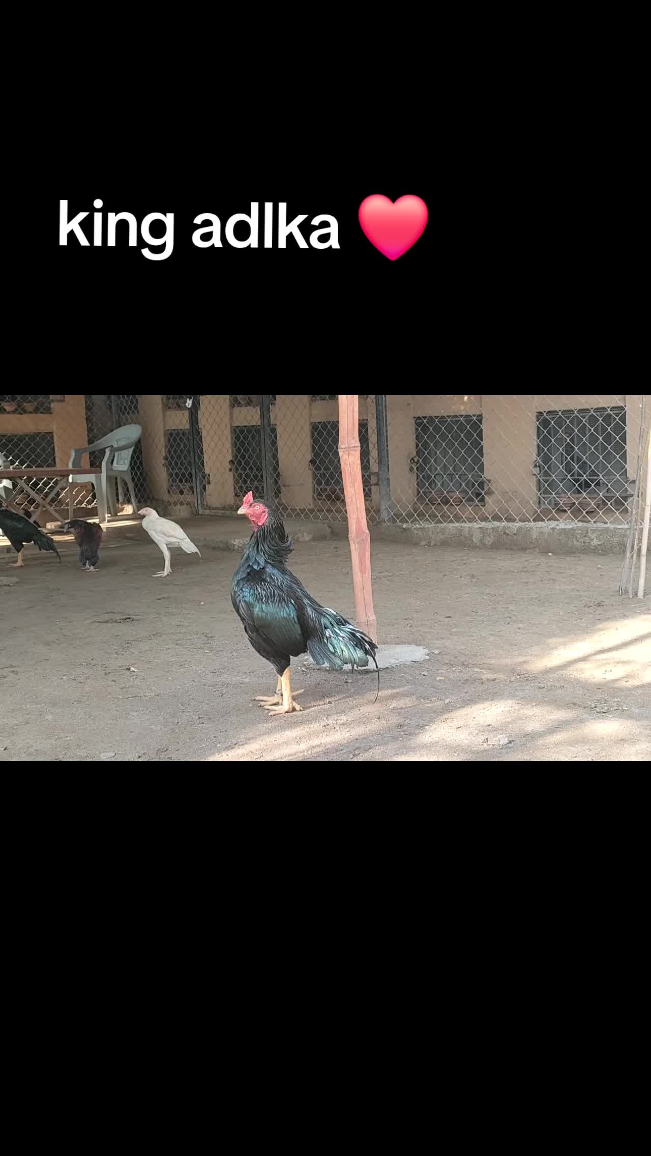 @شوق سرگودھا آ لے دا🔥🦅🐦&zwj;🔥😈