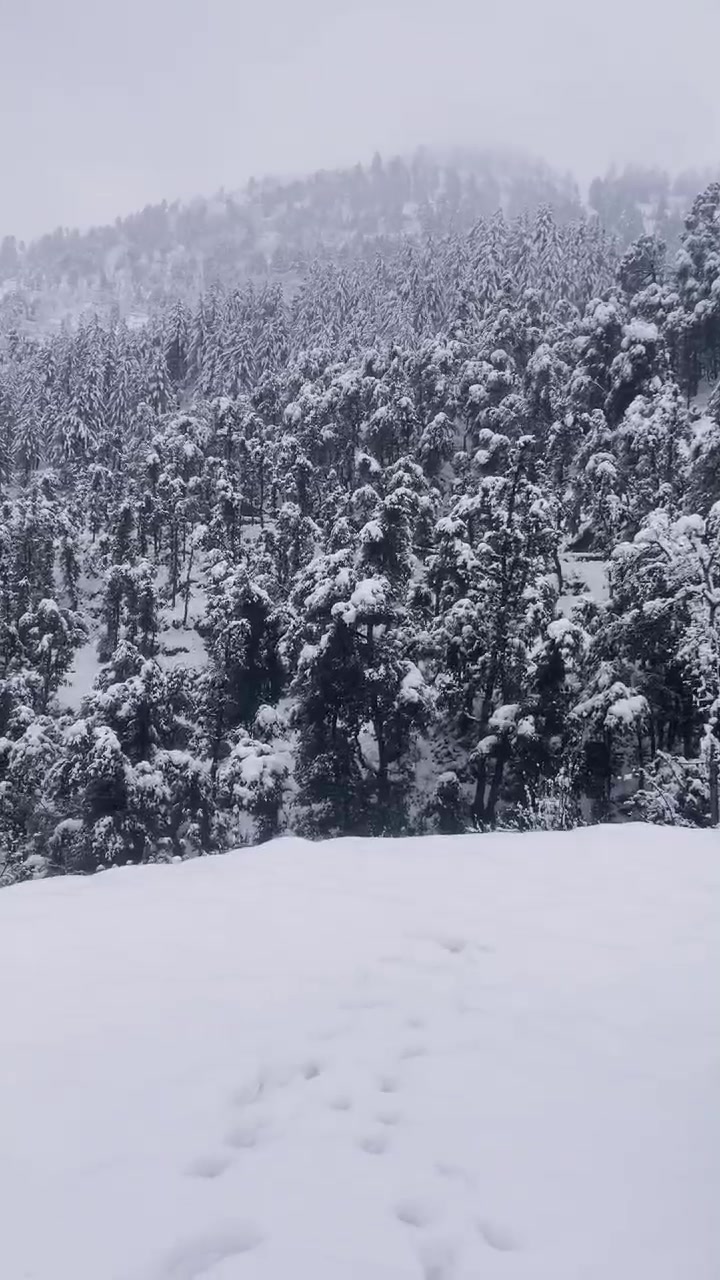 @🌲غر سنے 🌲