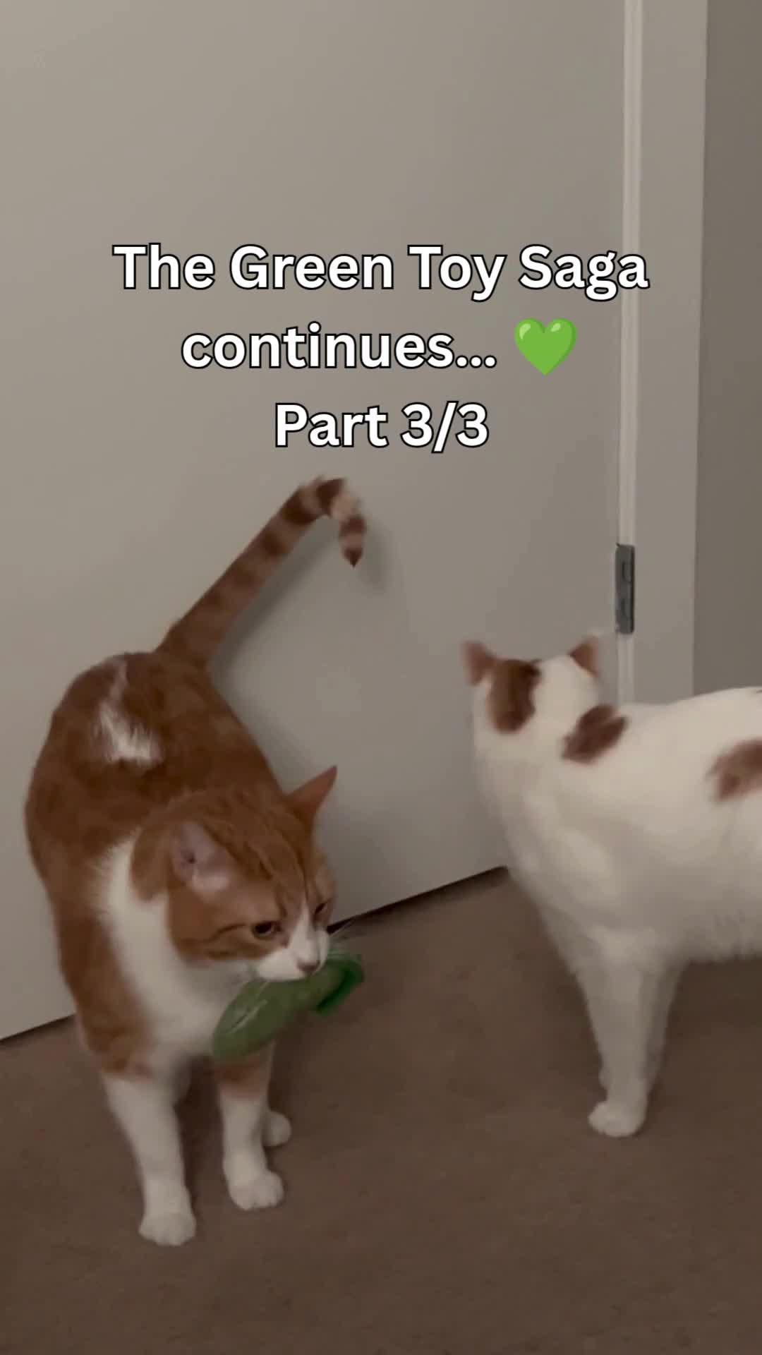 @One and a Half Orange Cats