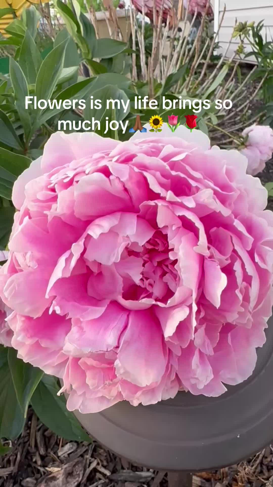 @prettypaulette66