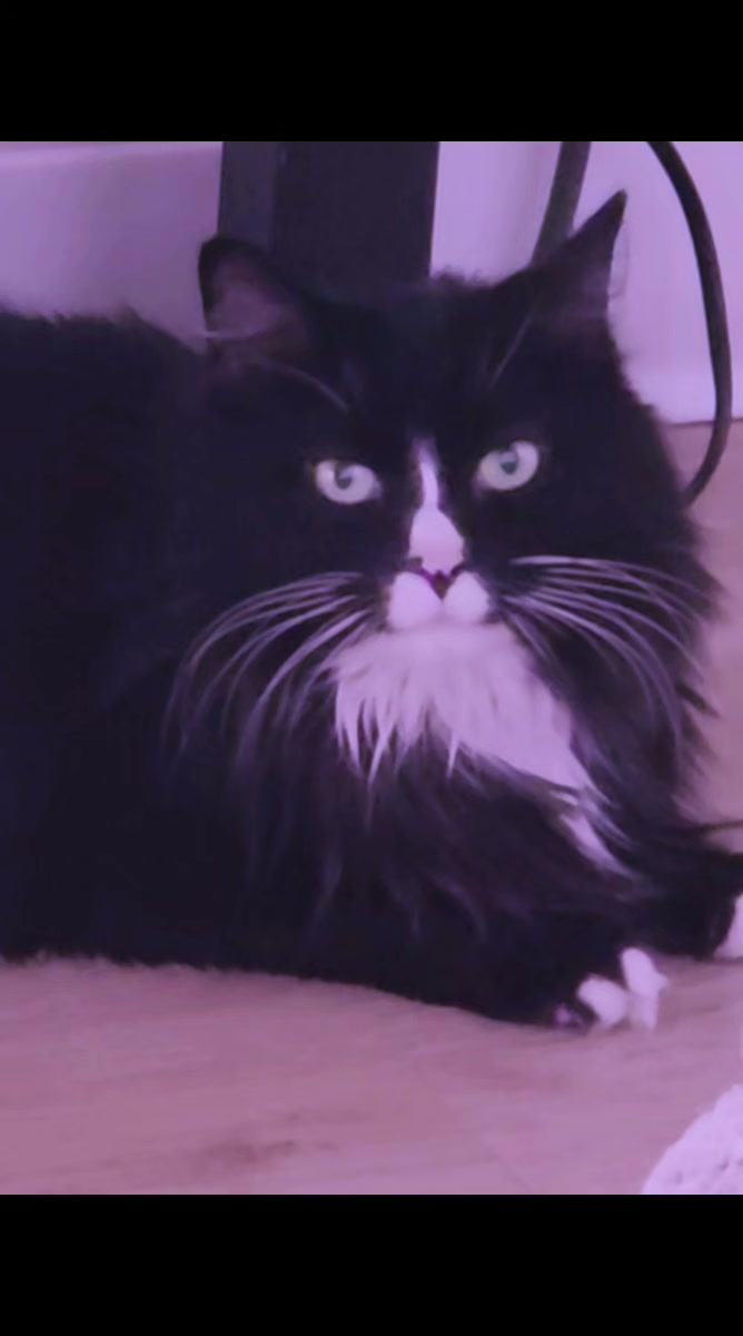 @AtticaTheTuxedoCat
