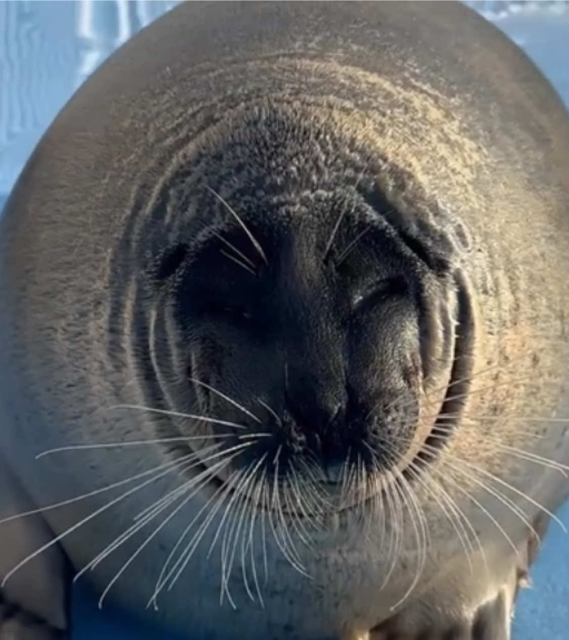 @Mari Ohara 🦭and Rina Tennoji