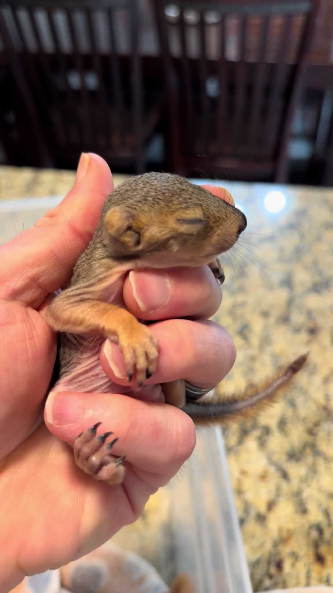 @Squirrel Guy
