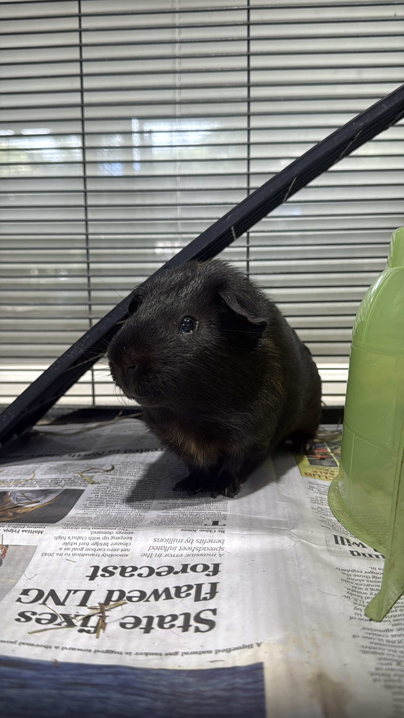 @Hawaiian Humane Society