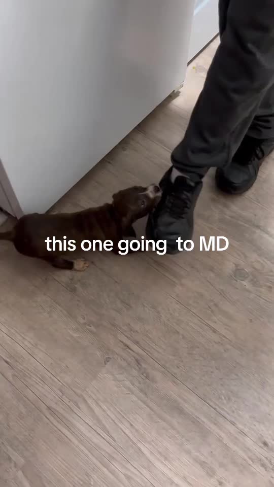 @MR I WORK DOGS