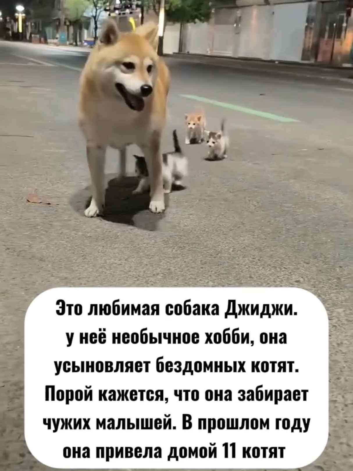 @RescueAnimals Nir