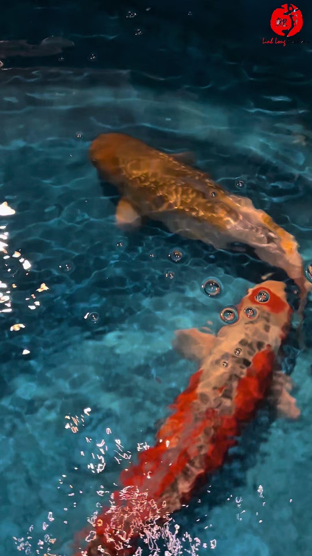@Linh Long Koi Farm