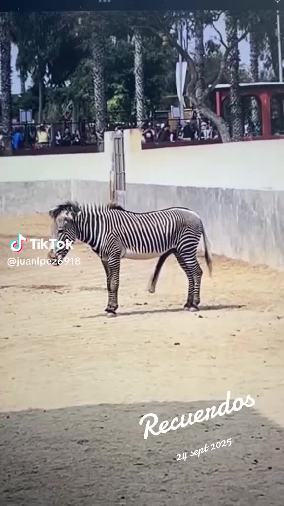 @𝐶𝐻𝐼𝑀𝐴𝐷𝑂𝑅