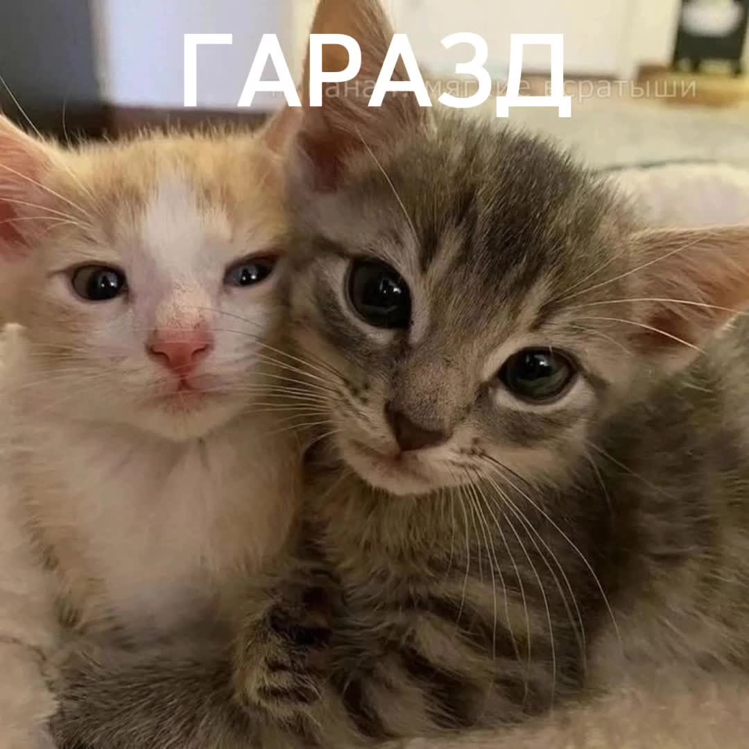 @Кефир.
