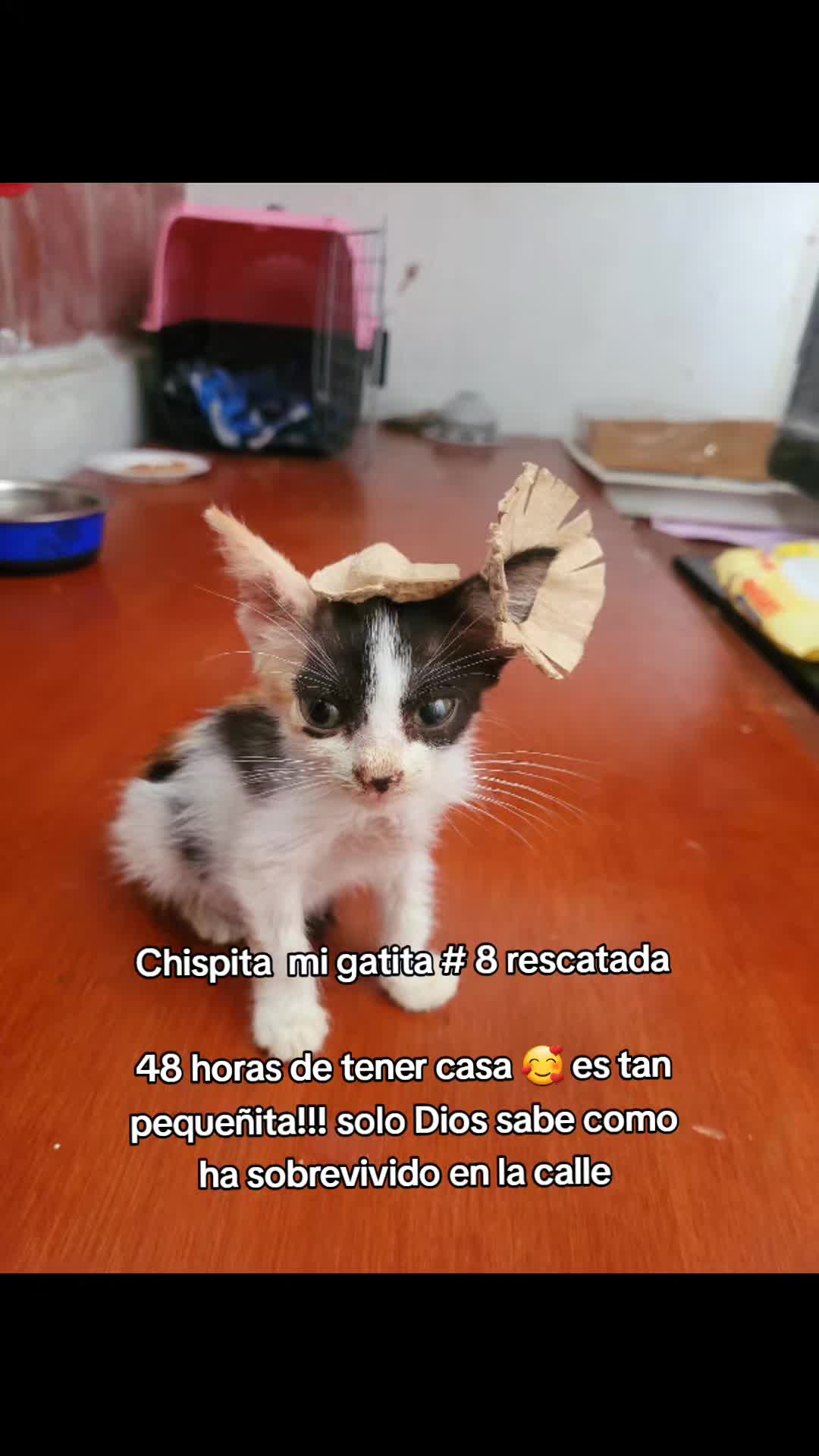 @𝕃𝕚𝕤𝕤 ℝ𝕖yes🇸🇻