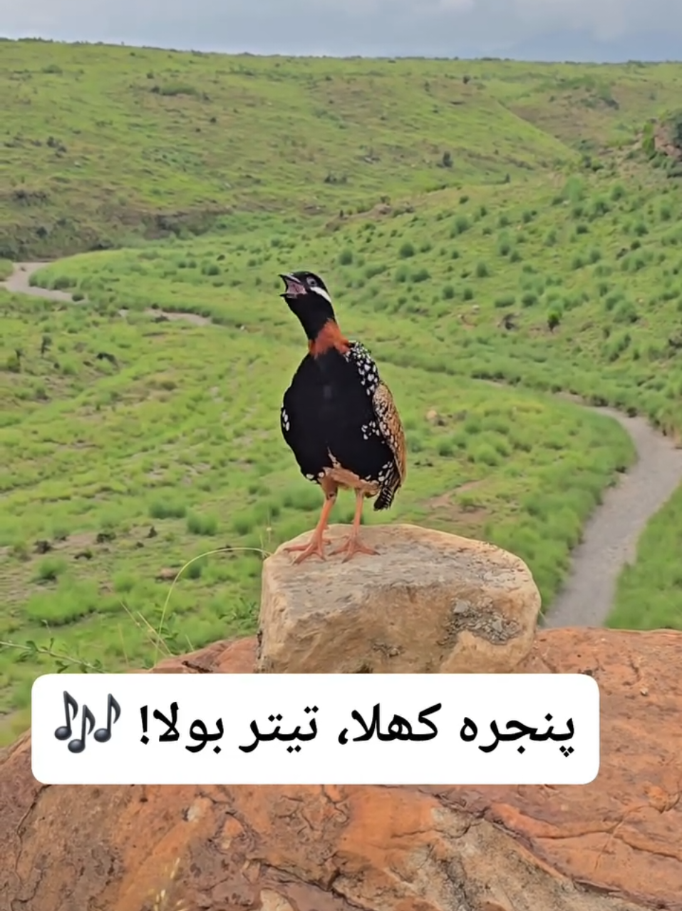 @Birds Lover