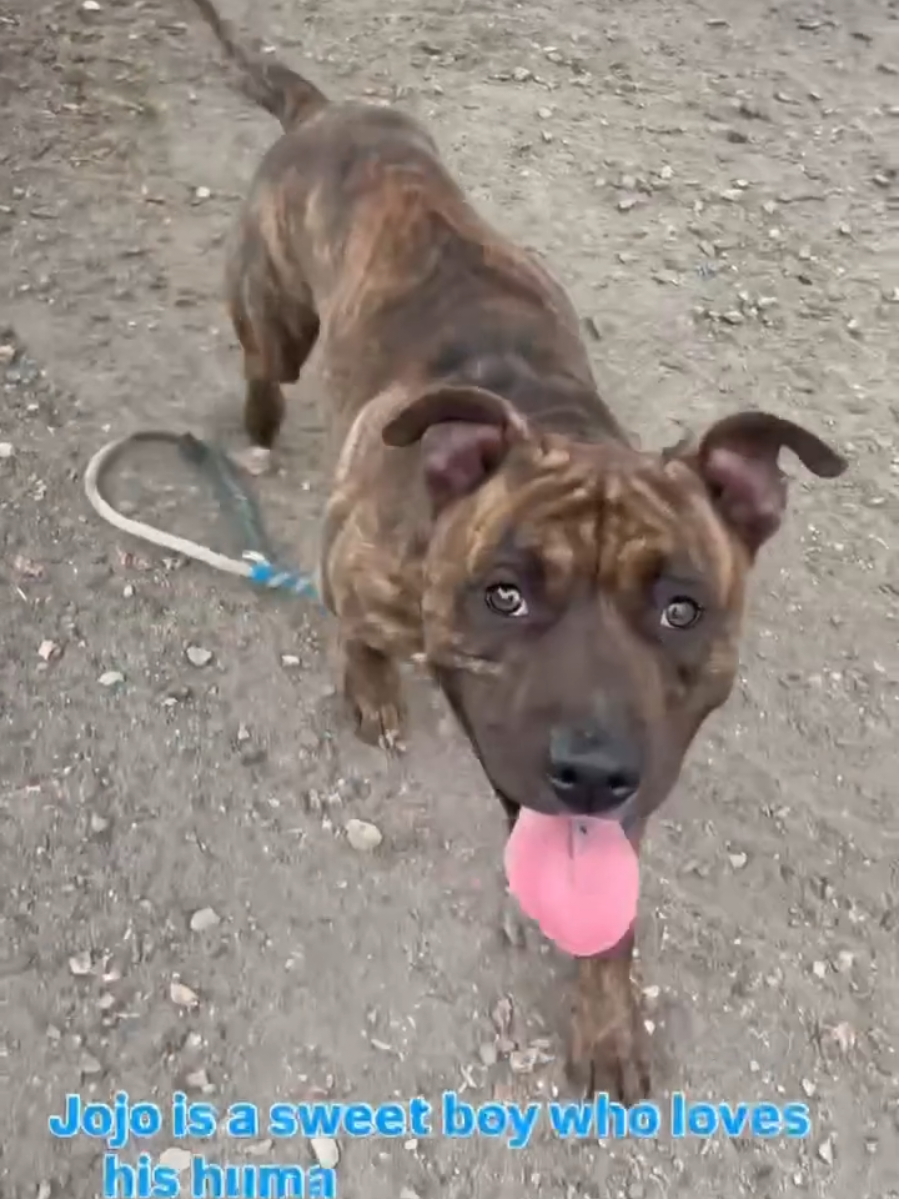 @Oakland Animal Services