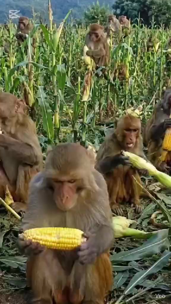 @ratan