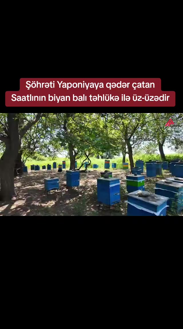 @apatvxeber