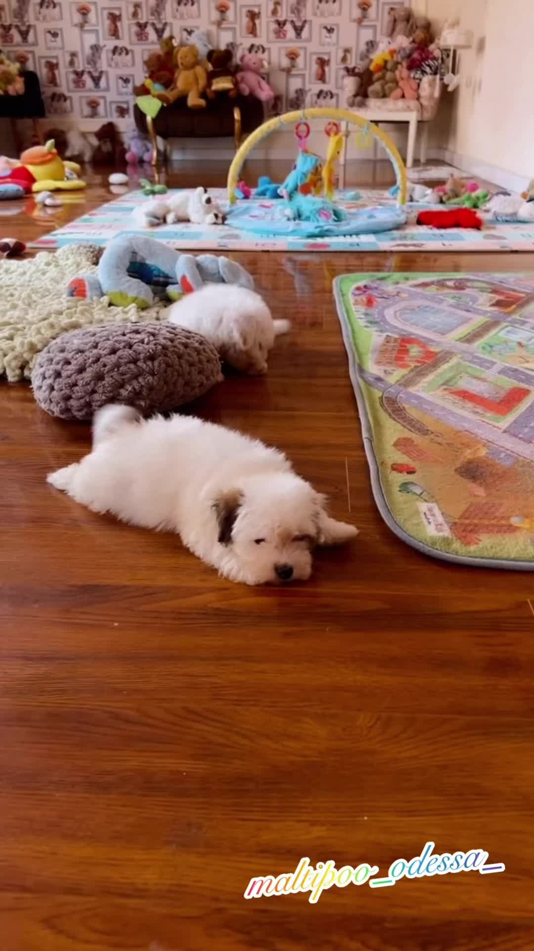 @maltipoo_odessa_