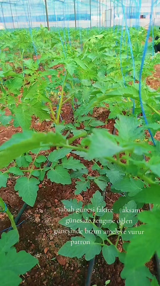 @havva gümüş