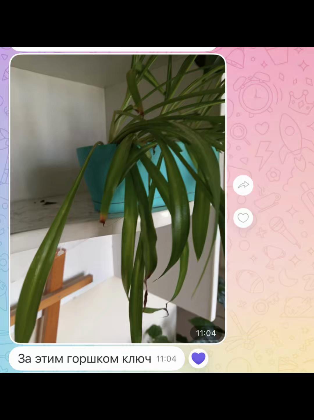 @Зооняня👉Алёна Ващенко