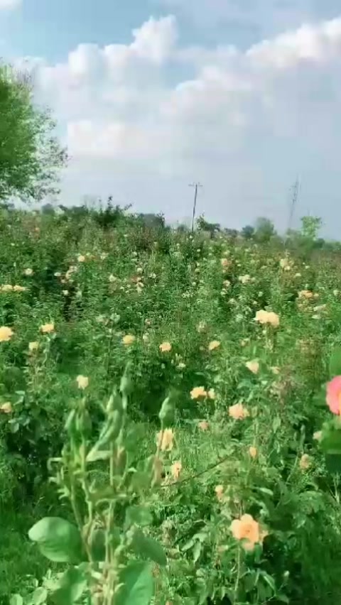 @🌷𝐒𝐇𝐀𝐍 𝐅𝐋𝐎𝐖𝐄𝐑𝐒🌷