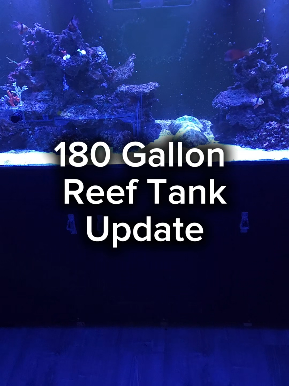 @Mike's Reef Tank