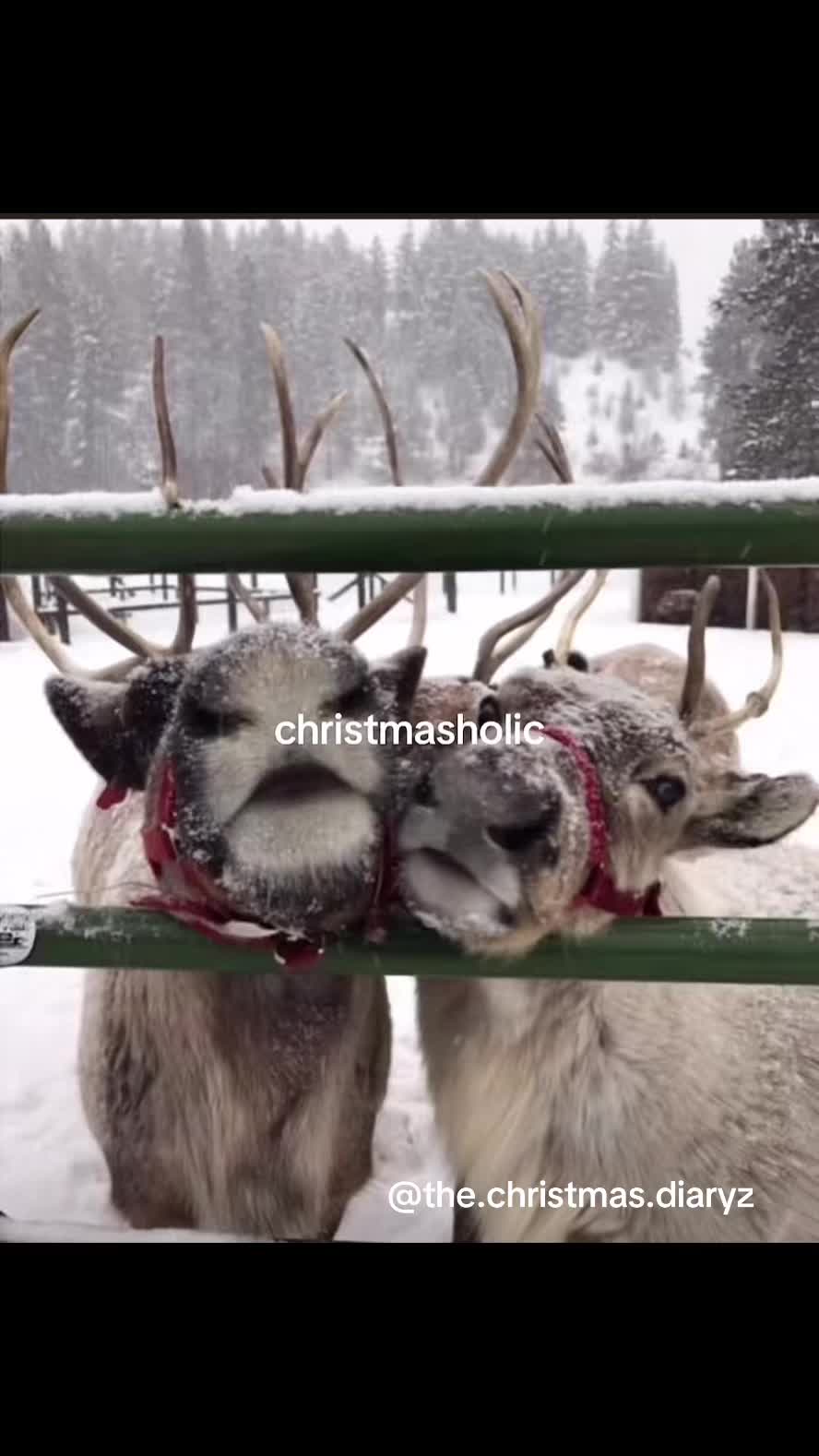 @C H R I S T M A S 🎄
