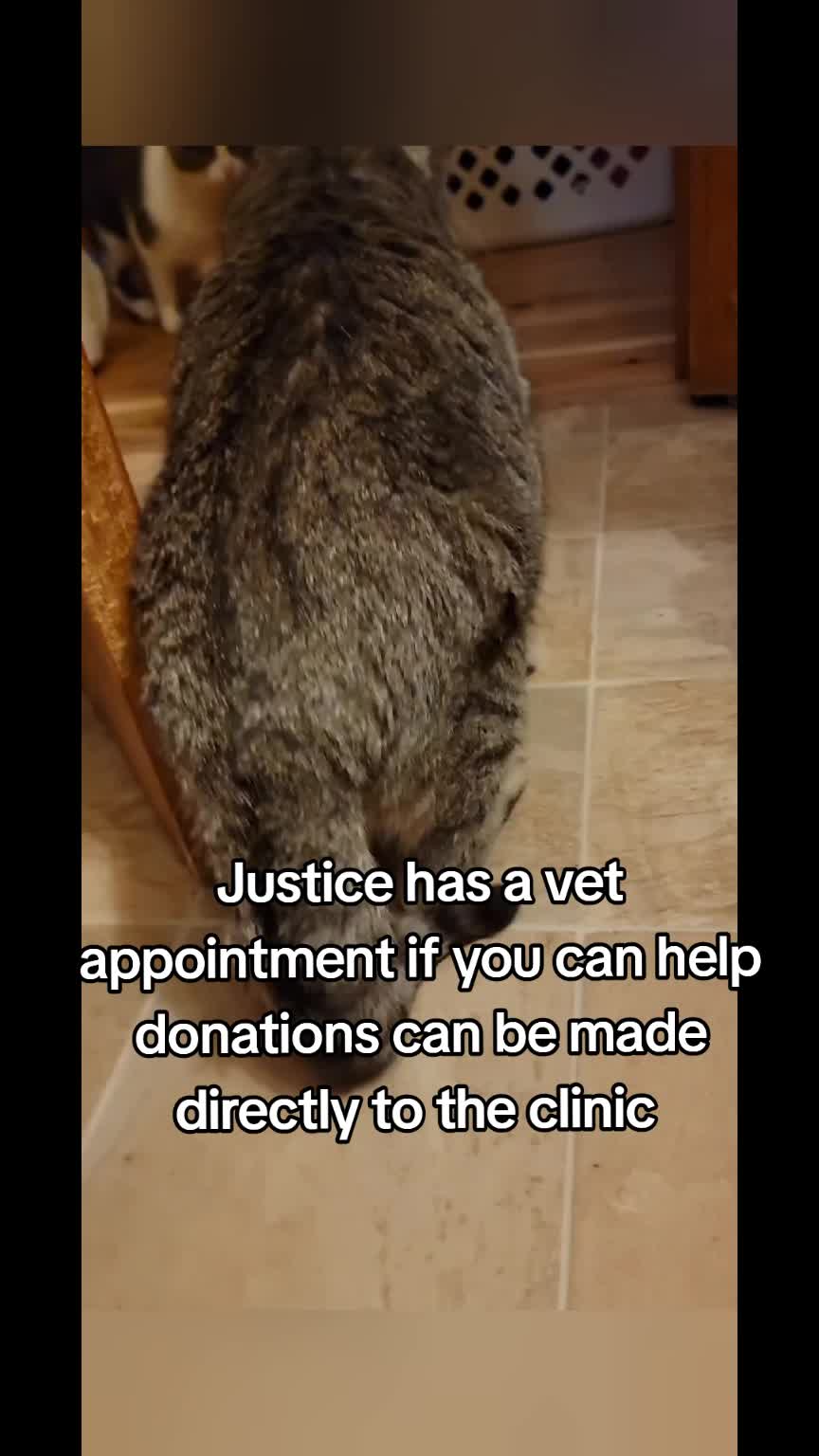 @No More Sad Kitties