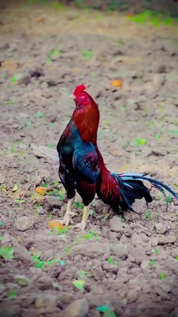 @🐓 ASEEL SHOK 🐓
