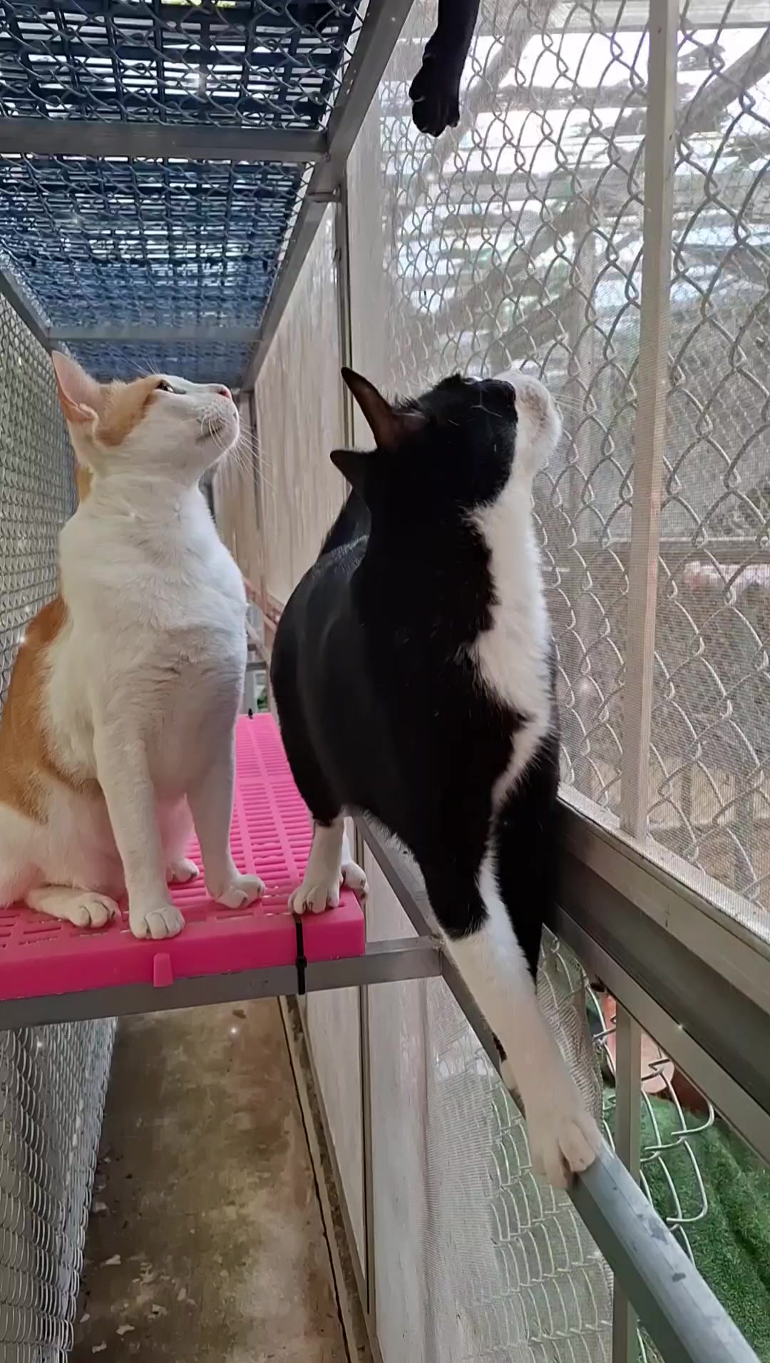 @BB&his 33 kitties