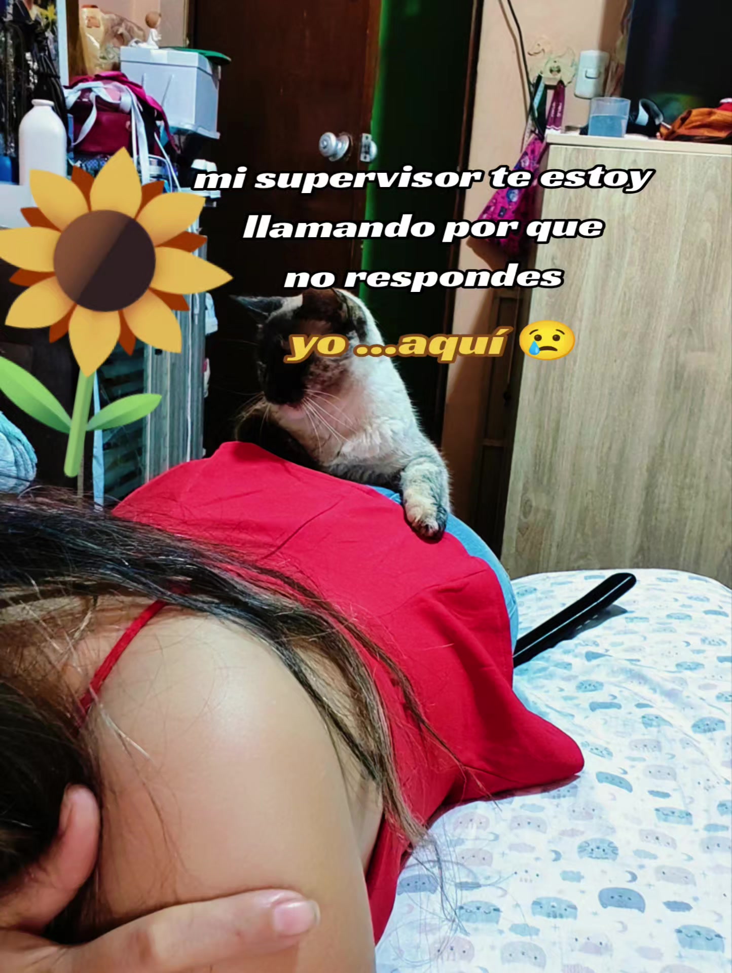 @gatita 😻