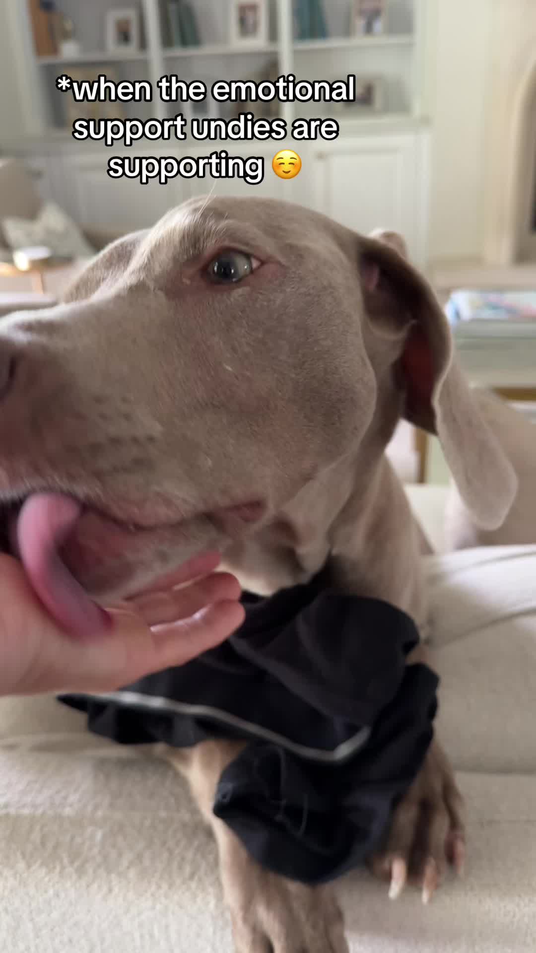 @Zoey the Weim