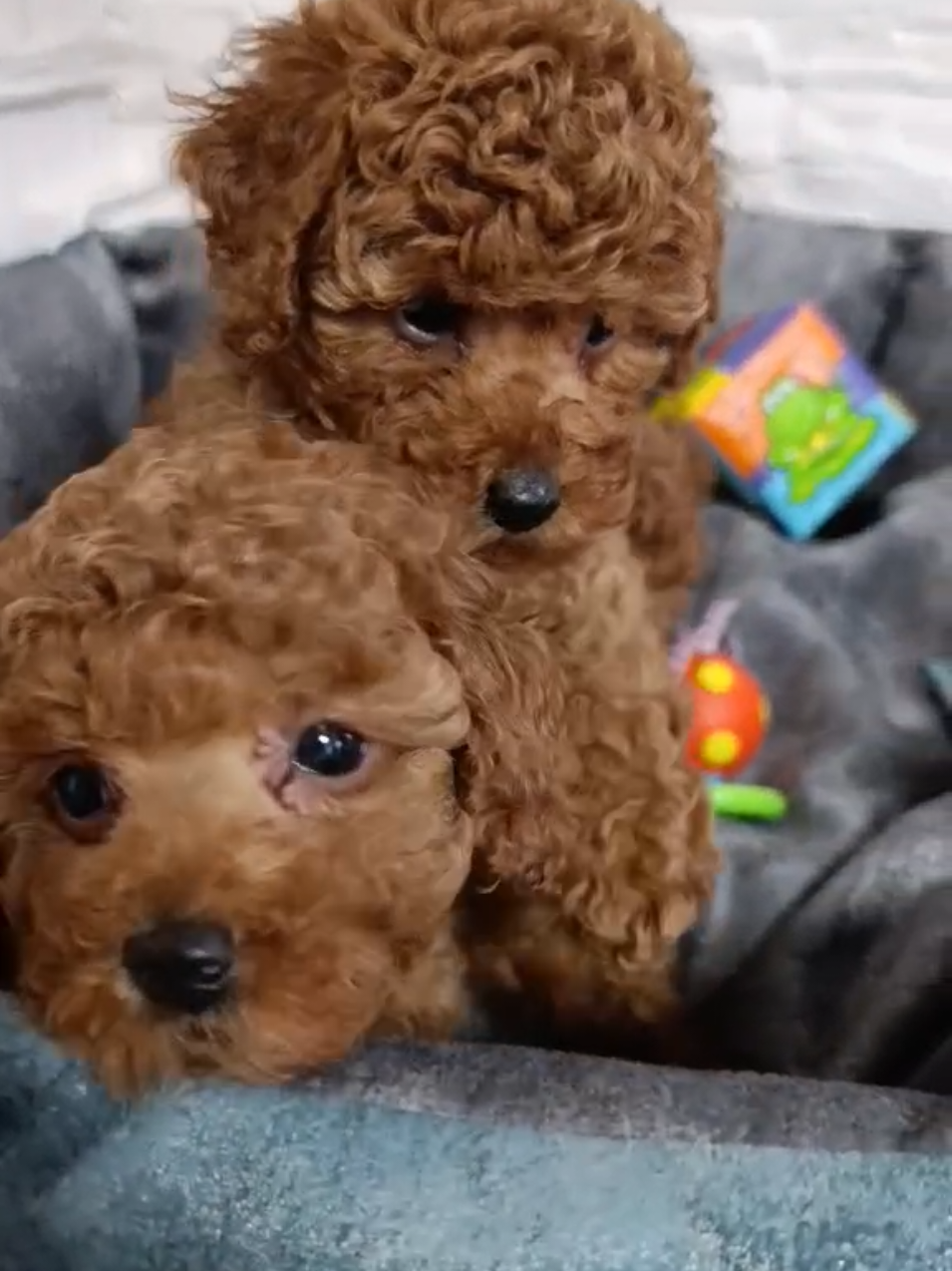 @Наталья Пудель 🐩
