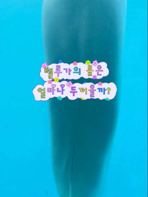 @DolphinTok