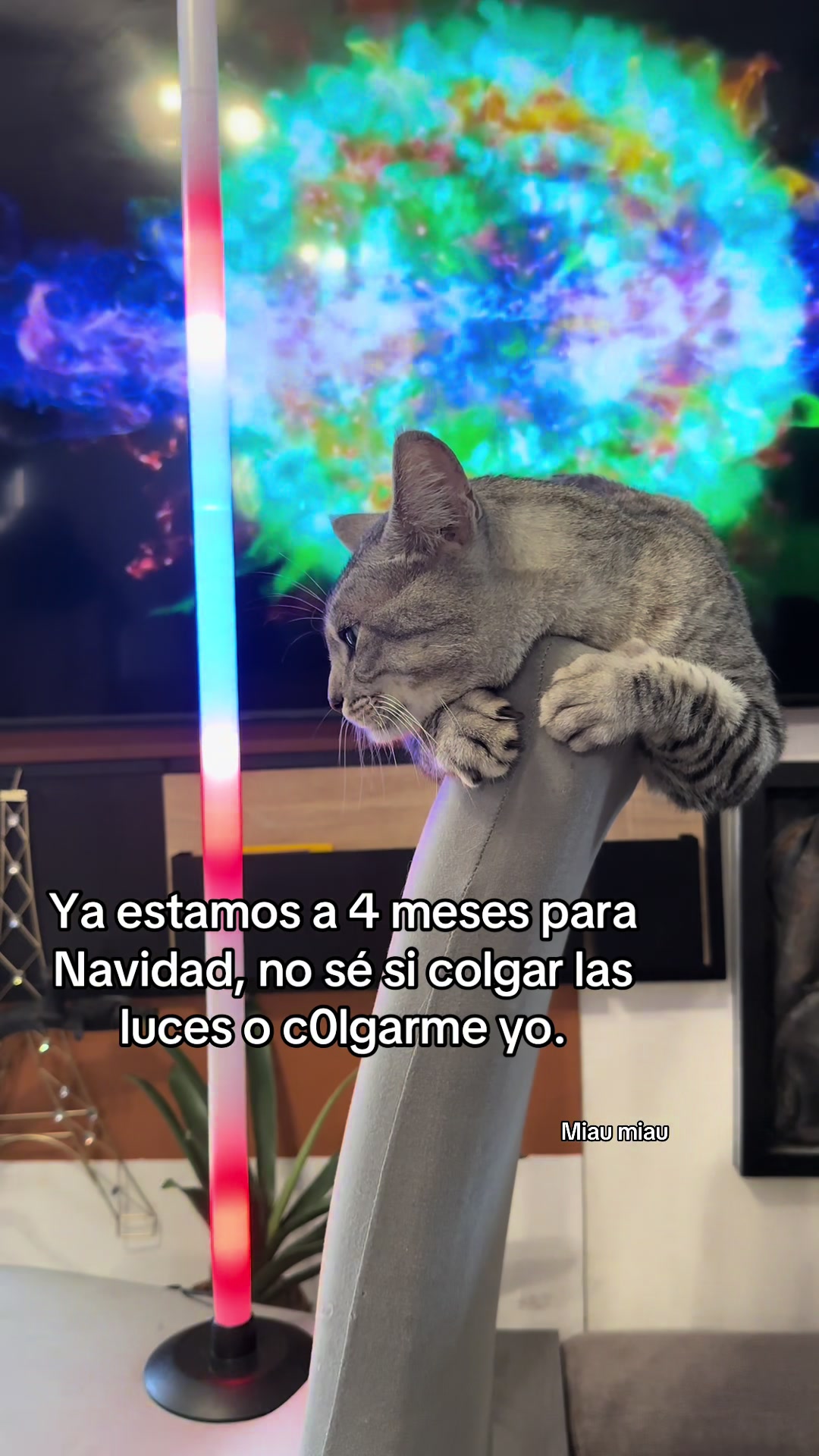 @Rodrigo and Watermelon the cat