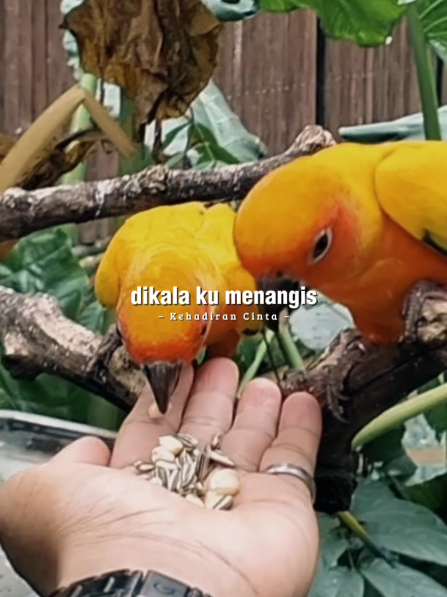 @qodirsmart