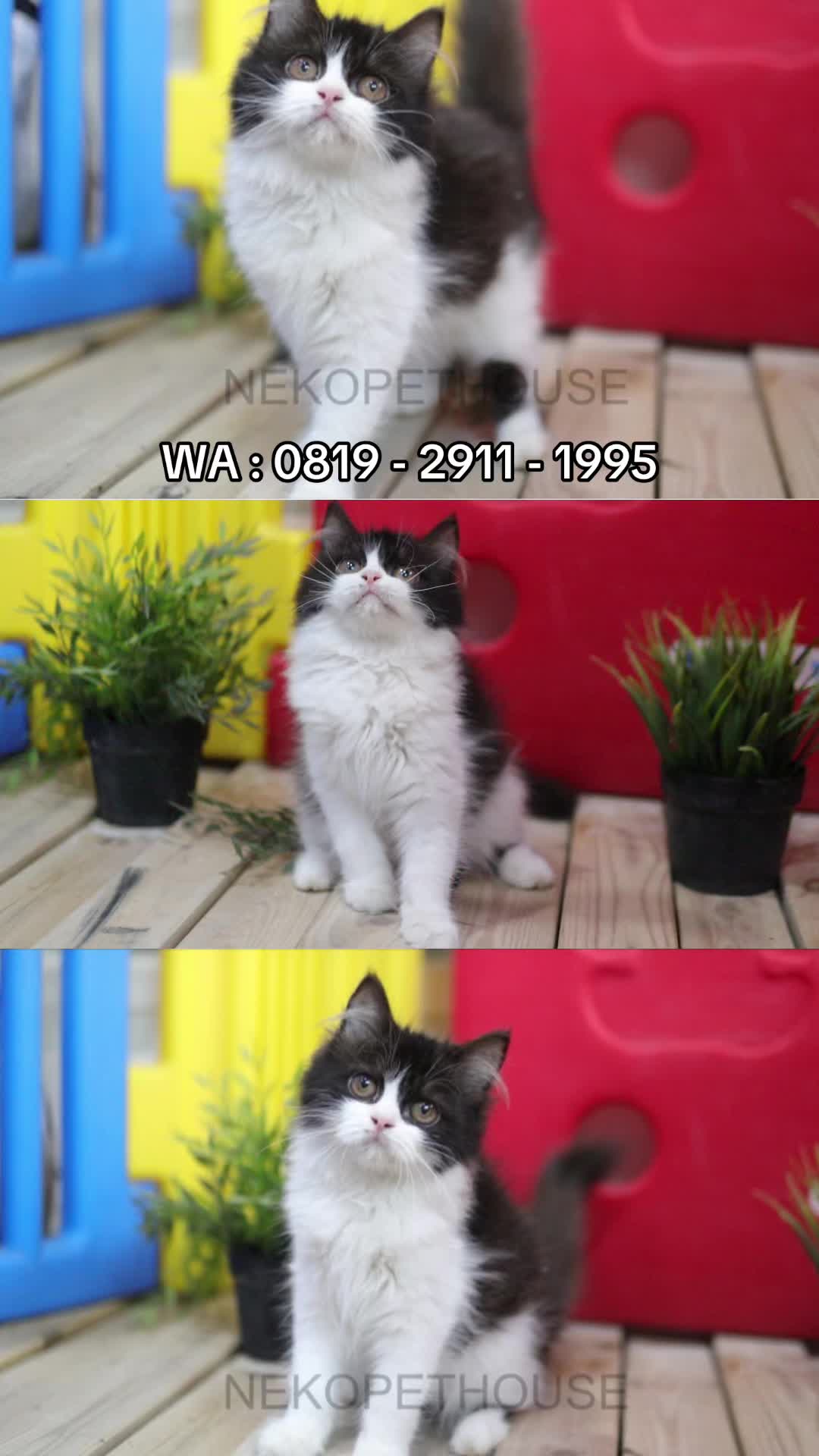 @Nekopethouse - Adopsi Kucing