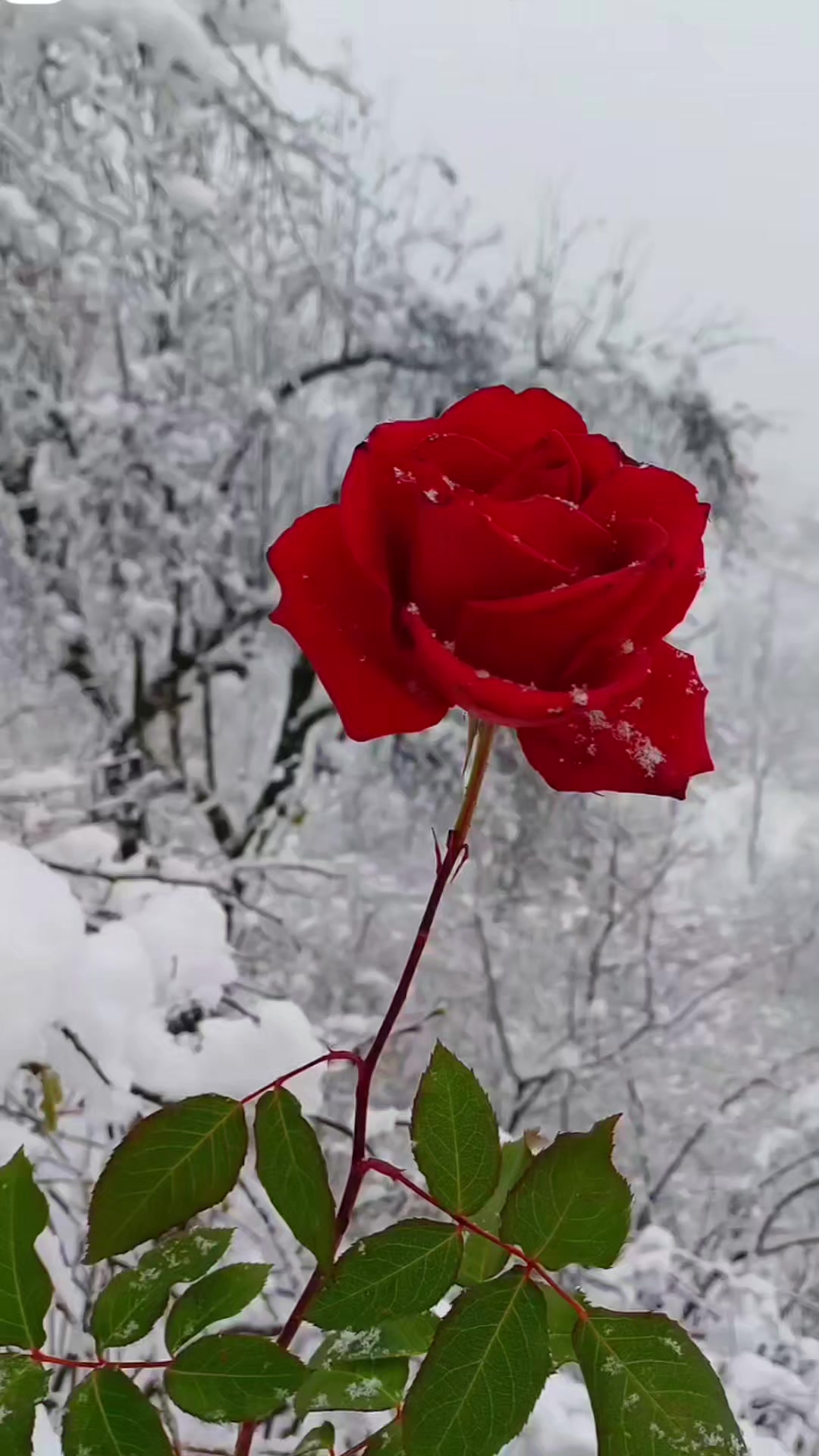 @04ENES10