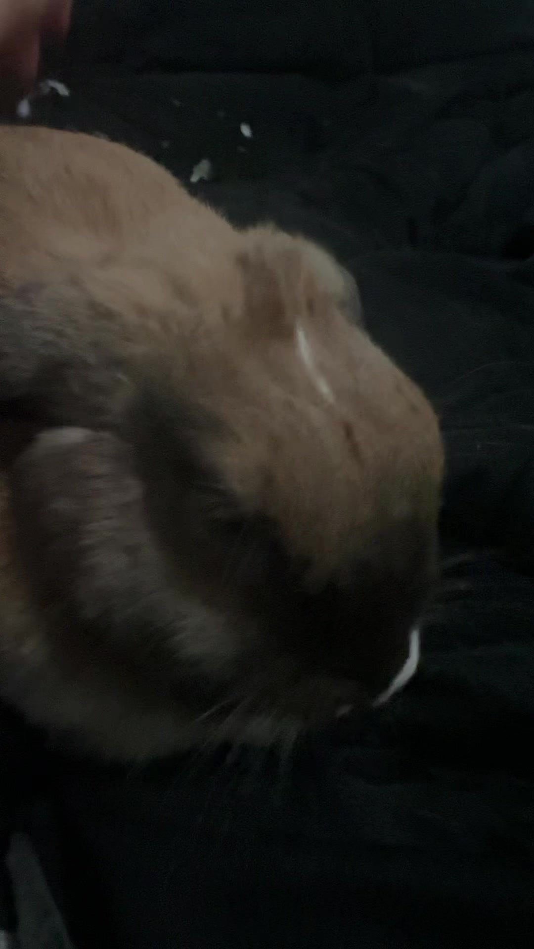 @honeythebunny24