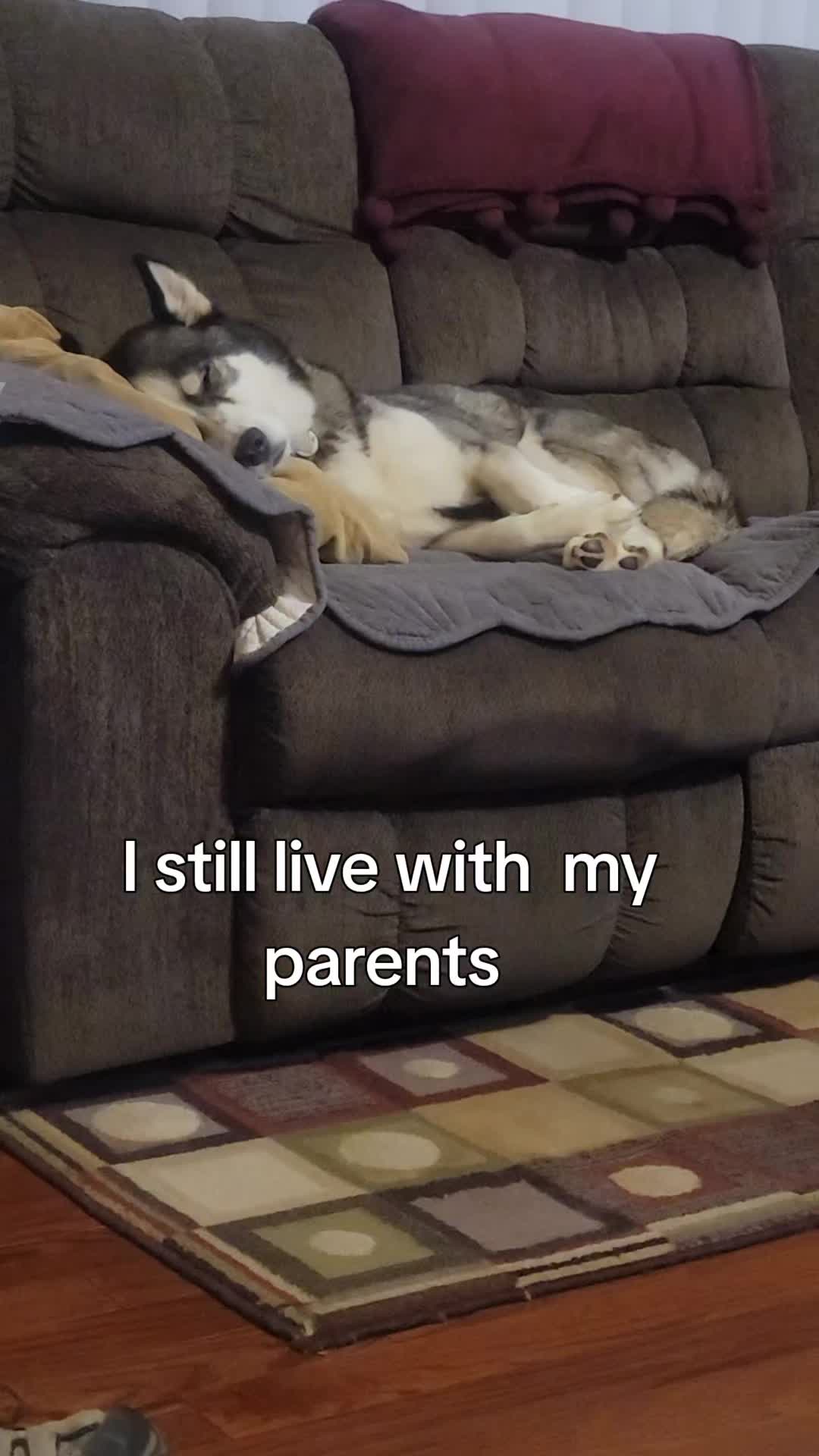 @the Hussey Husky