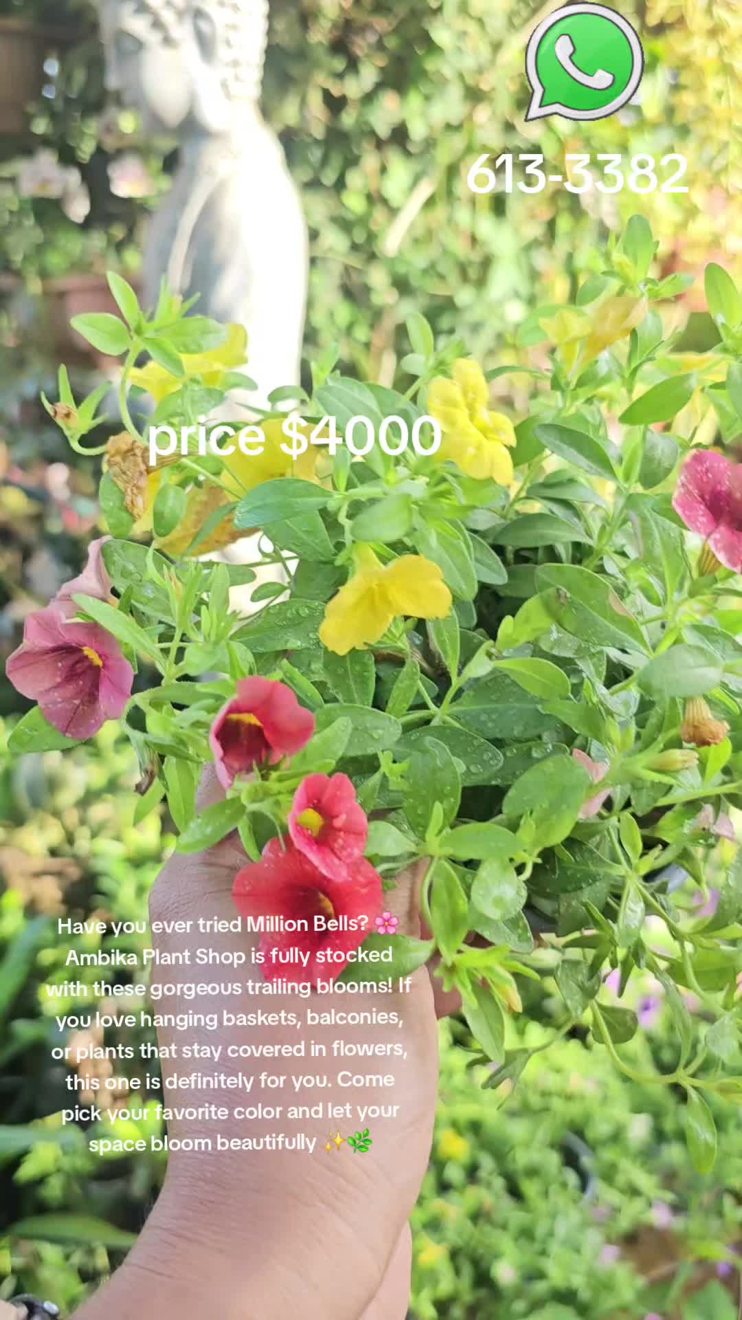 @Ambika's Plant Shop