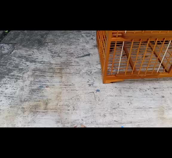 @кσєdʝαηg ωσσdcrαƒт