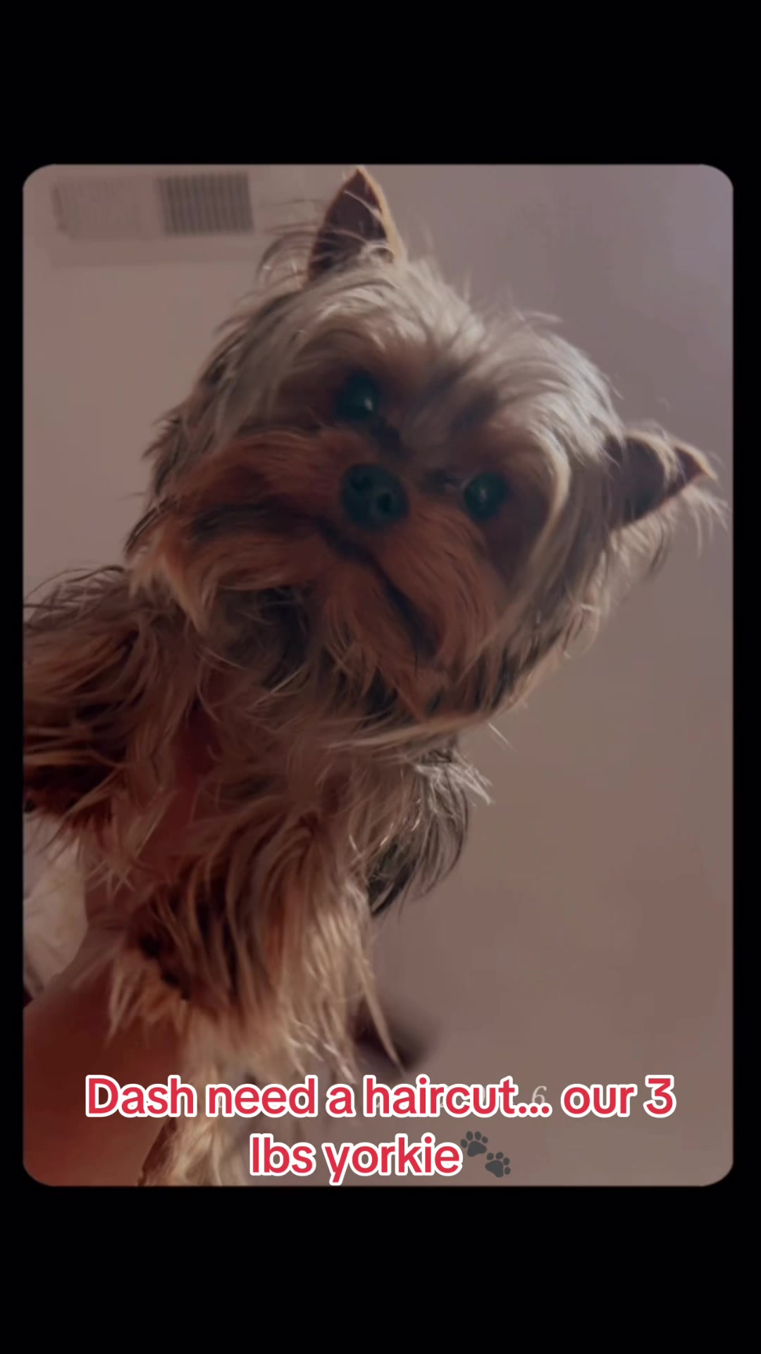 @RedBeautyYorkies🐾